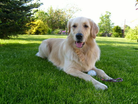 Golden Retriever Hunde Foto 41939 in höherer Auflösung ansehen Golden Retriever Mira 2 J.