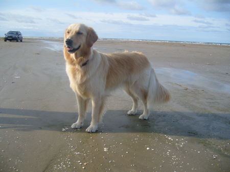 Golden Retriever Hunde Foto 42957 in höherer Auflösung ansehen Golden Retriever DänemarkUrlaub´08