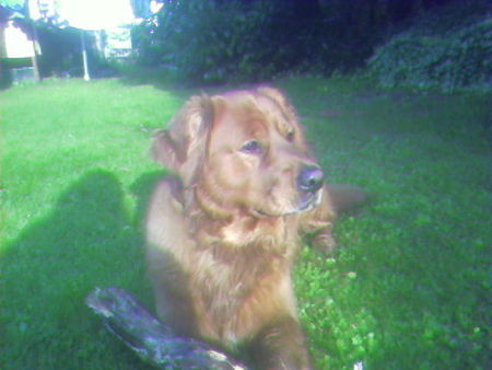 Golden Retriever unser luke