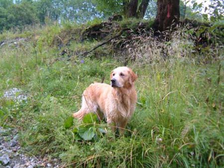 Golden Retriever Archimedes