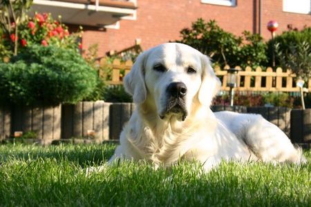 Golden Retriever Portrait des Golden Retriever Sammy (Golden Sam von der Wolferbach)