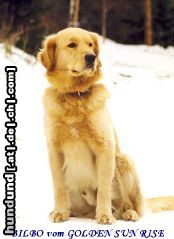 Golden Retriever Hunde Foto 2803 Golden Retriever Bilbo vom Golden Sunrise