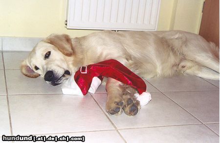 Golden Retriever Hunde Foto 8751 Golden Retriever Merlin-Weihnachten ist vorbei.....