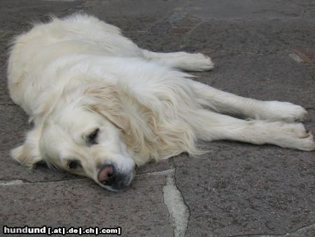 Golden Retriever Hunde Foto 22089 in höherer Auflösung ansehen Golden Retriever