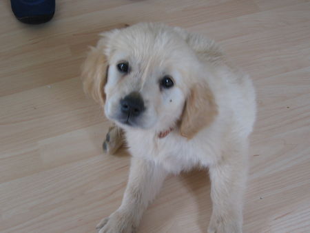 Golden Retriever Hunde Foto 38798 Golden Retriever Selina 8 Wochen Alt