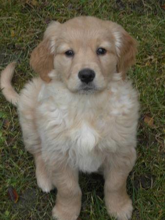 Golden Retriever Hunde Foto 42315 in höherer Auflösung ansehen Golden Retriever Selly vom Salzkammergut