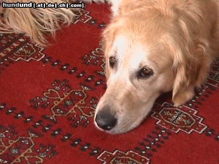 Golden Retriever Hunde Foto 2822 Golden Retriever Sheila aus Namibia