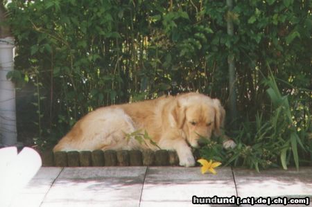 Golden Retriever Hunde Foto 12947 in höherer Auflösung ansehen Golden Retriever Schnupper!!! *g*