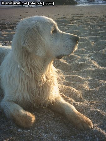 Golden Retriever Hunde Foto 17660 Golden Retriever Nico an der Playa
