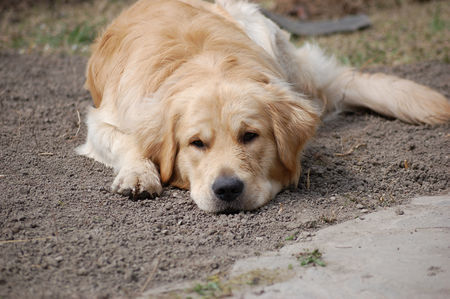 Golden Retriever Hunde Foto 37955 in höherer Auflösung ansehen Golden Retriever Spiel mit mir