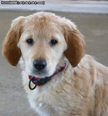 Golden Retriever Hunde Foto 18342 Golden Retriever Timi mit 10 Wochen