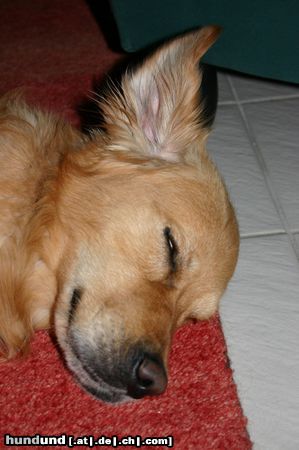 Golden Retriever Hunde Foto 12501 Golden Retriever so schläft man tief und fest