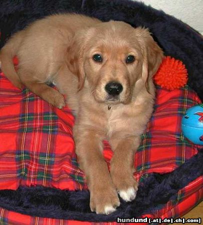 Golden Retriever Hunde Foto 8466 Golden Retriever Topas 11_wochen
