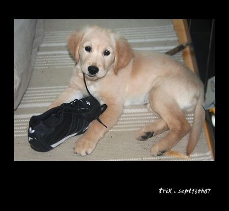 Golden Retriever Trix