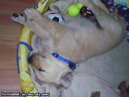 Golden Retriever Hunde Foto 11669 Golden Retriever Das ist Gary 8 1/2 Wochen alt.