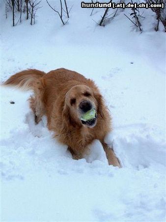 Golden Retriever Hunde Foto 6495 Golden Retriever Das macht mir am meisten Spass!