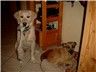 Golden Retriever Hunde Foto 16708 Golden Retriever