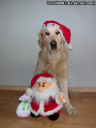 Golden Retriever Hunde Foto 16991 Golden Retriever Fröhliche Weihnachten!