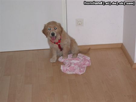 Golden Retriever Hunde Foto 3337 Golden Retriever Sami - 8 Wochen