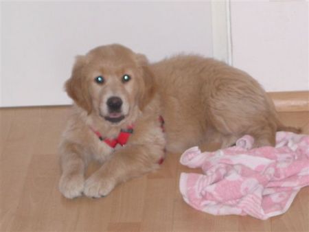 Golden Retriever Hunde Foto 2016 Golden Retriever aus Ungarn