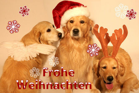 Golden Retriever Hunde Foto 35872 in höherer Auflösung ansehen Golden Retriever Die drei Weihnachtshunde