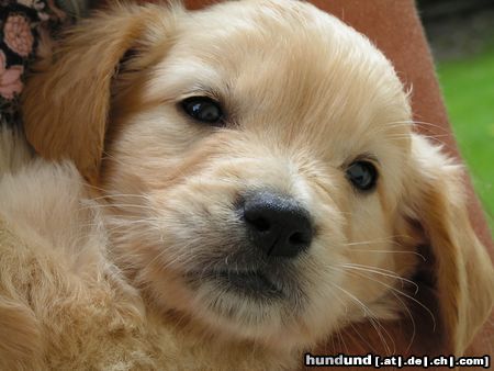 Golden Retriever Hunde Foto 12731 Golden Retriever Welpe 5 Wochen von der Haslacher Au