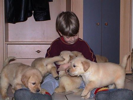 Golden Retriever Hunde Foto 1160 Golden Retriever Einer von 11 Welpen/Wurf vom März 2002