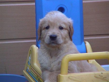 Golden Retriever Hunde Foto 1154 Golden Retriever