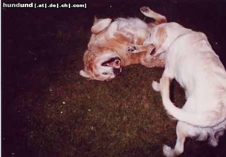 Golden Retriever Hunde Foto 8788 Golden Retriever Wilde Toberei (Arkor und Gero)