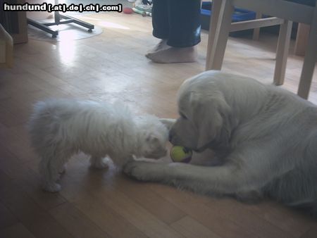 Golden Retriever Hunde Foto 17632 Golden Retriever Malteserwelpe Wuschel auf Besuch bei Nico