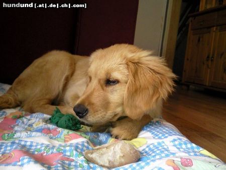 Golden Retriever Ziva 4 Monate