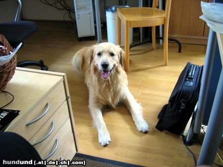 Golden Retriever Unser Archimedes ist nun wieder zu Hause.