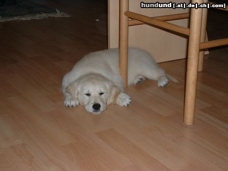 Golden Retriever Hunde Foto 4667 Golden Retriever Anja ist müde