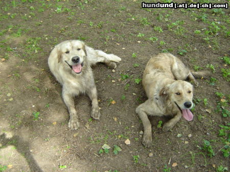 Golden Retriever Hunde Foto 25567 Golden Retriever Sind wir nicht Hübsch?