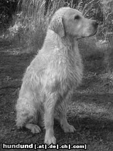 Golden Retriever Hunde Foto 17636 in höherer Auflösung ansehen Golden Retriever Albin vom Weidenweg