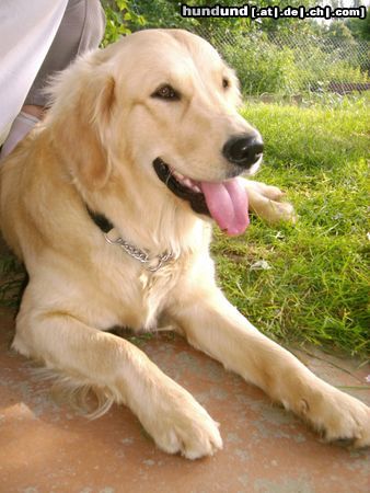 Golden Retriever Hunde Foto 12177 Golden Retriever Cora - 1 Jahr