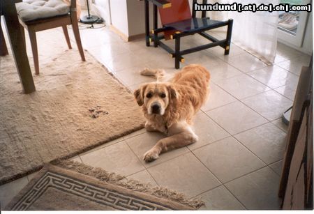 Golden Retriever Hunde Foto 13640 Golden Retriever unser Ben aus Marburg