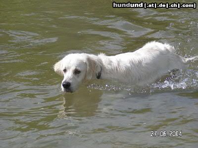 Golden Retriever Hunde Foto 12536 Golden Retriever so eine wasserratte