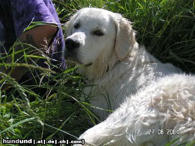Golden Retriever Hunde Foto 12537 Golden Retriever mit herrchen im gras