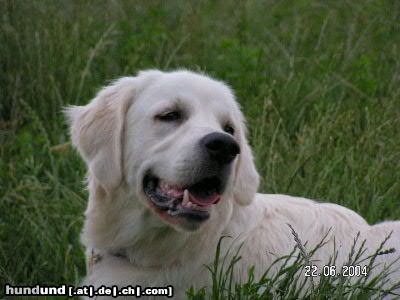 Golden Retriever Hunde Foto 12539 Golden Retriever wo seid ihr ?