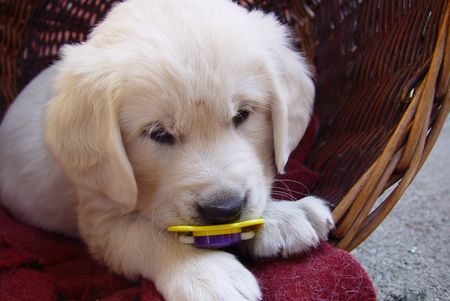 Golden Retriever Hunde Foto 1689 Golden Retriever .....bin ja noch ein Baby........(Buffy/6 Wo)
