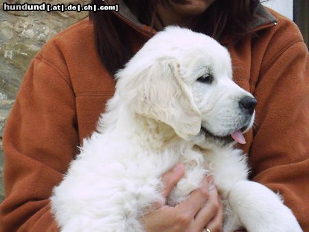 Golden Retriever Hunde Foto 16346 Golden Retriever puppy