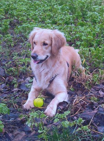 Golden Retriever Hunde Foto 28348 Golden Retriever Meine Cora Maus 01/05