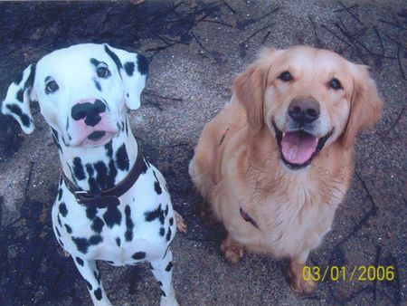 Golden Retriever Hunde Foto 28347 Golden Retriever Cora (rechts) & Spikey (beide 2)