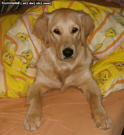 Golden Retriever Hunde Foto 10976 Golden Retriever Cora - 9 Monate