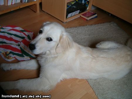 Golden Retriever Hunde Foto 13277 Golden Retriever Cora mit ca.6 Monaten vor meinem Bett