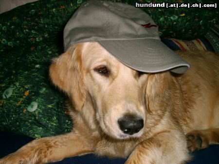 Golden Retriever Hunde Foto 10975 Golden Retriever Cora mit Käppi - 10 Monate