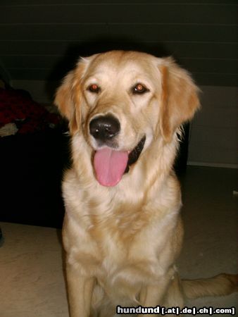 Golden Retriever Hunde Foto 10131 Golden Retriever Cora