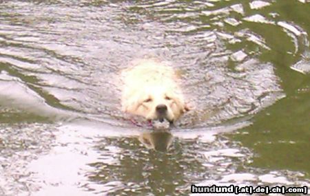 Golden Retriever Hunde Foto 11436 Golden Retriever Cora beim Schwimmen (11 Mon.)