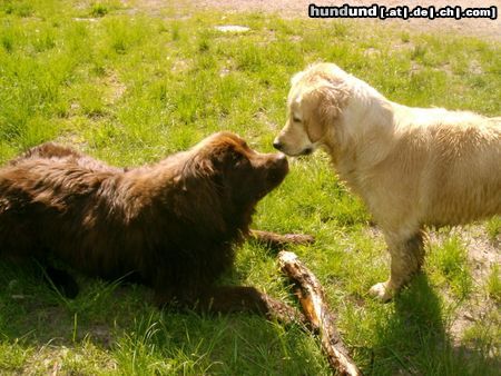 Golden Retriever Hunde Foto 12179 Golden Retriever Cora und Lulu...HEY DAS IST MEINER!!! ;-))